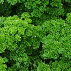 500 Curly Parsley Vegetable Seeds