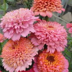 300 Pink Cupcake Zinnia Flower Seeds