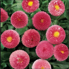 500 Red Rose English Daisy Flower Seeds