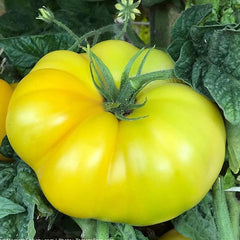 100 Yellow Beefsteak Tomato Non GMOs Vegetable Heirloom Seeds