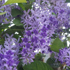 35 Purple Wreath Sandpaper Vine Queen's Wreath Petrea volubilis L. Seeds