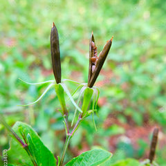 Young plants with green leaves and brown stems against a blurred green background