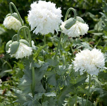 1000 White Pompon Papaver Poppy Flower Seeds