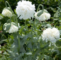 1000 White Pompon Papaver Poppy Flower Seeds