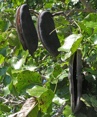 10 Afzelia xylocarpa Plant Black rosewood, Pod mahogany Seeds