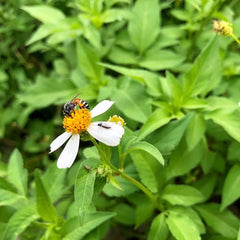 50 Spanish Needle Black Jack Beggar's Tick Cobbler's Pegs Bidens Pilosa Seeds