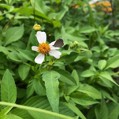 50 Spanish Needle Black Jack Beggar's Tick Cobbler's Pegs Bidens Pilosa Seeds