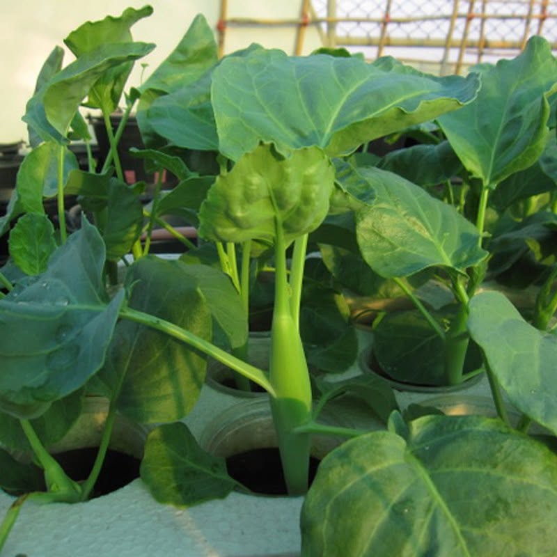 1000 Shiitake Mushroom Kale Kai Lan Kailaan Seeds Brassica Oleracea