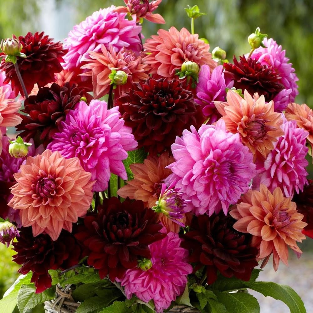 100 Dahlia Dinnerplate High Summer Mix Flower seeds