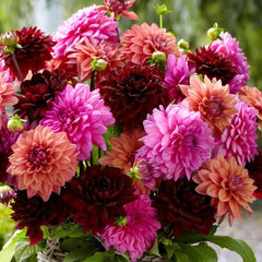 100 Dahlia Dinnerplate High Summer Mix Flower seeds