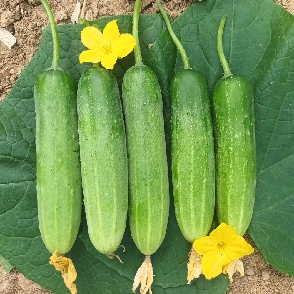 100 Greener F1 Thai Cucumber Vegetable Seeds