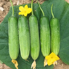 100 Greener F1 Thai Cucumber Vegetable Seeds