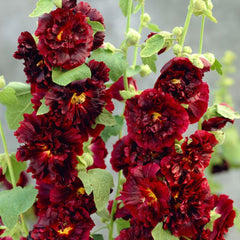 100 O'Hara Hollyhocks Alcea Rosea Flower Seeds