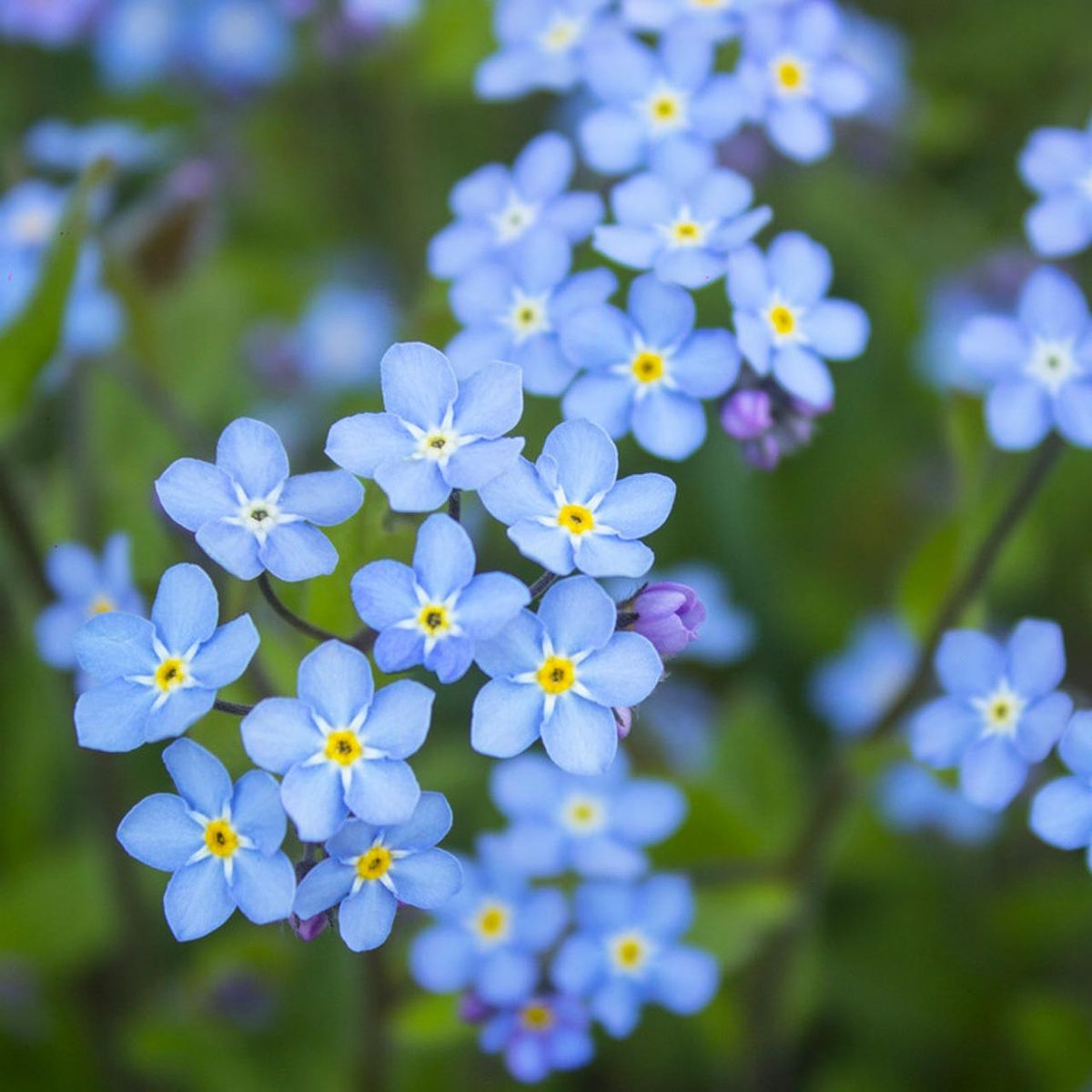 300 Blue Forget Me Not Flower Seeds