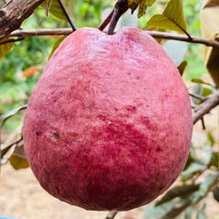 Pink fruit hanging from a tree branch with green leaves in the background