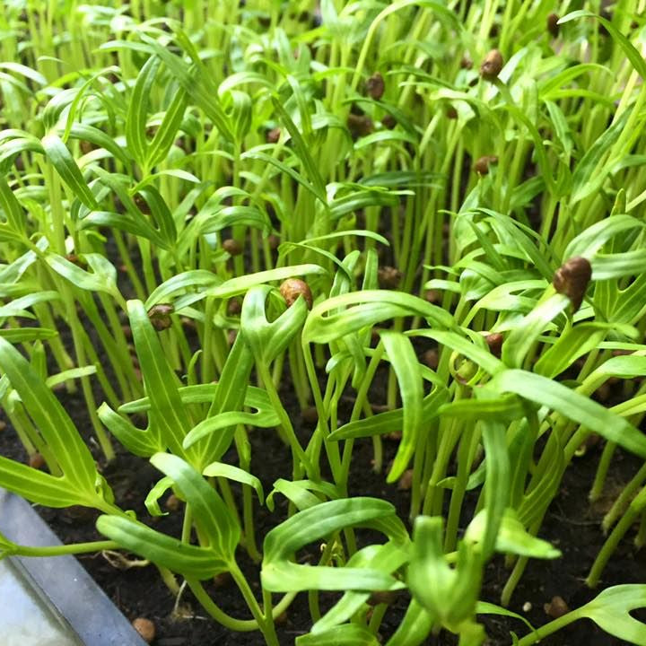 300 Morning Glory Sprouts Microgreen Seeds