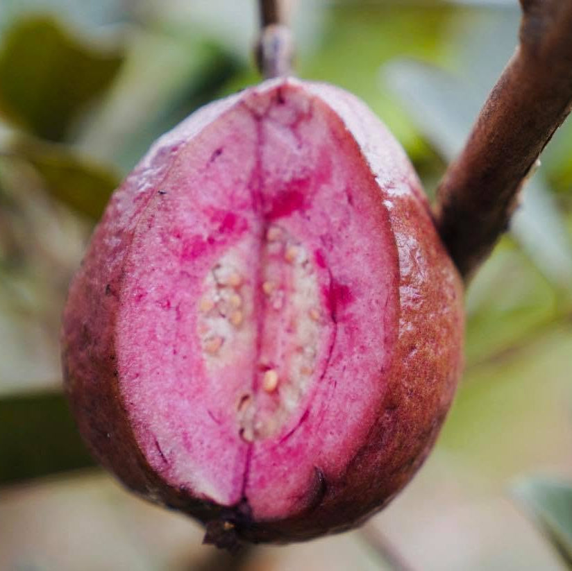 Close-up of a pinkish-red fruit with a white interior on a branch.