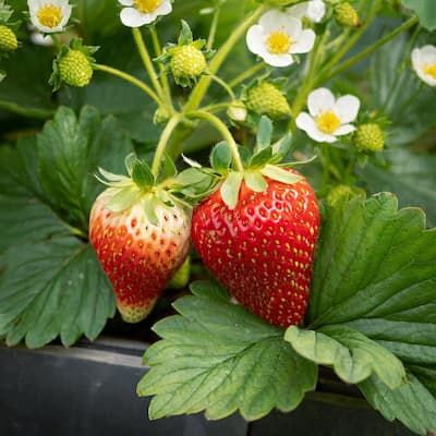 100 Tristar Strawberry Fruit Organic Sweet Non-GMO Seeds