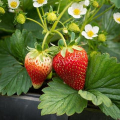 100 Tristar Strawberry Fruit Organic Sweet Non-GMO Seeds
