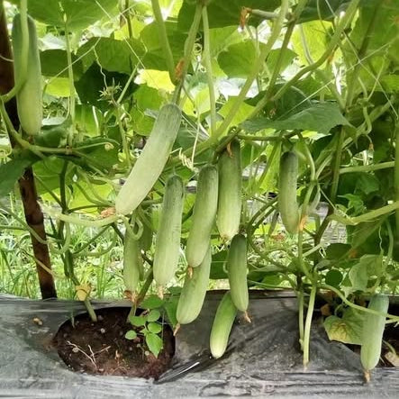 Green beans growing on a trellis with a wooden surface below