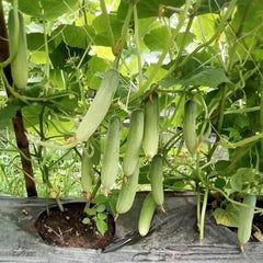 Green beans growing on a trellis with a wooden surface below