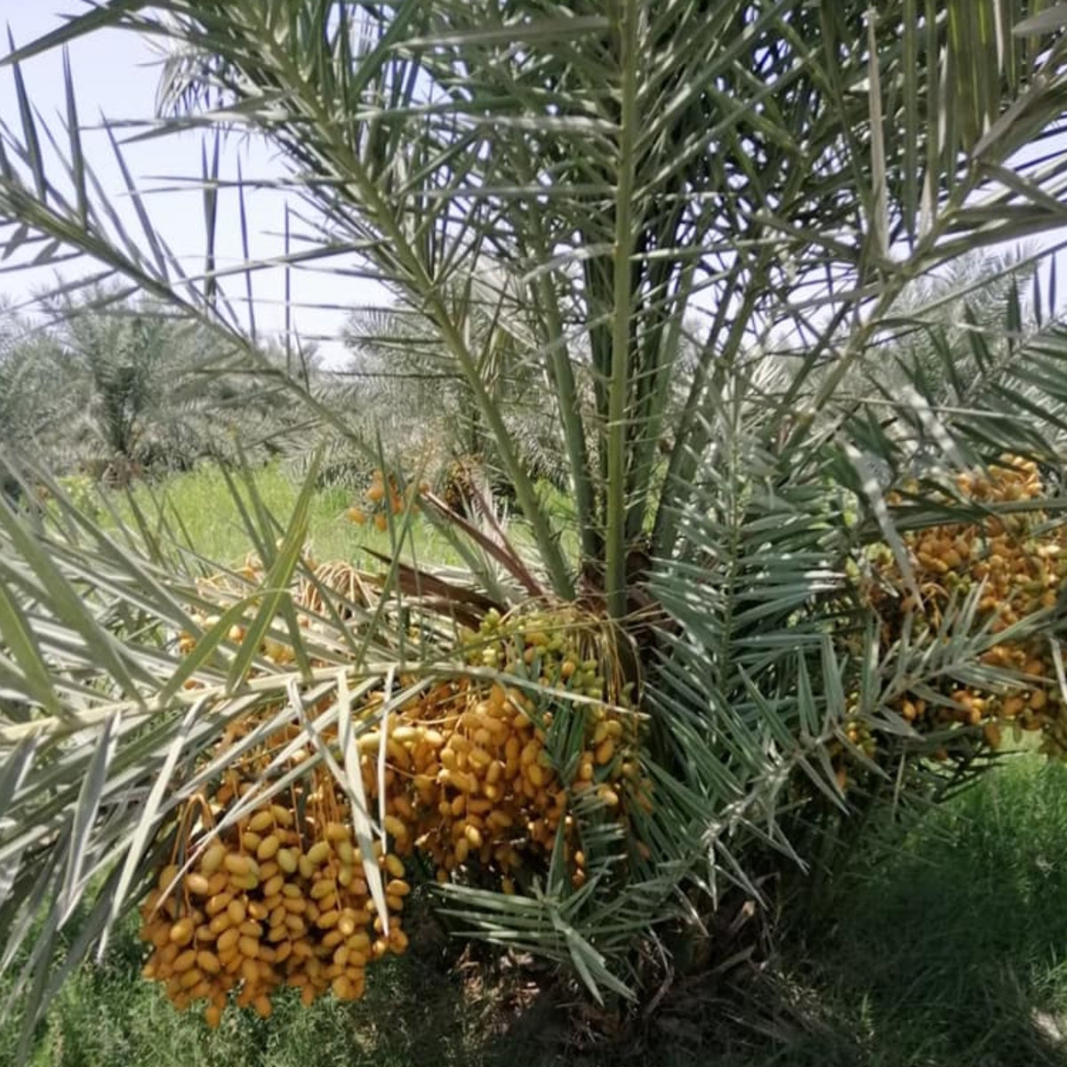 12 Asgar Date Palm Seeds Phoenix dactylifera (Arecaceae) Fruit Seeds (UAE Lab 115)