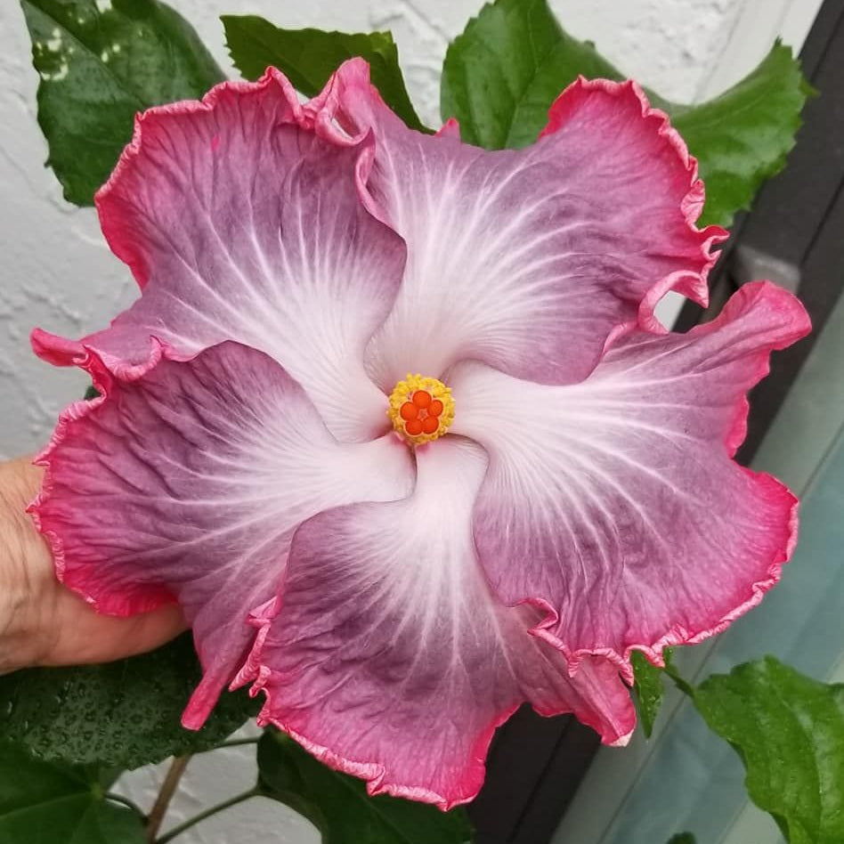 Close-up of a pink and white flower with green leaves in the background
