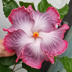 Close-up of a pink and white flower with green leaves in the background
