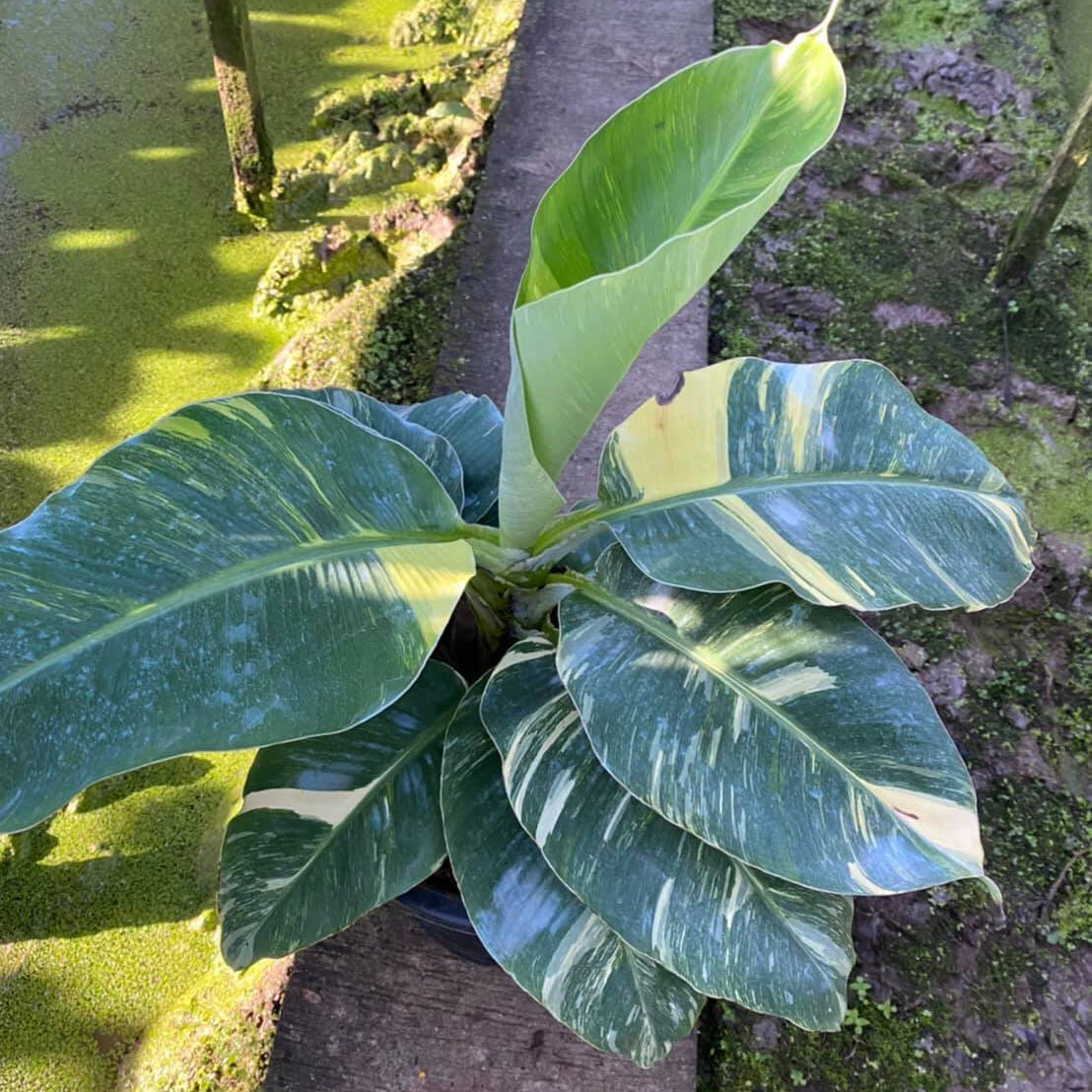15 Thai Banana Dwarf Plant Seeds