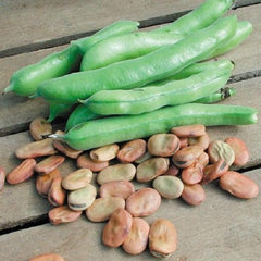 50 Broad Bean Vicia Faba Seeds