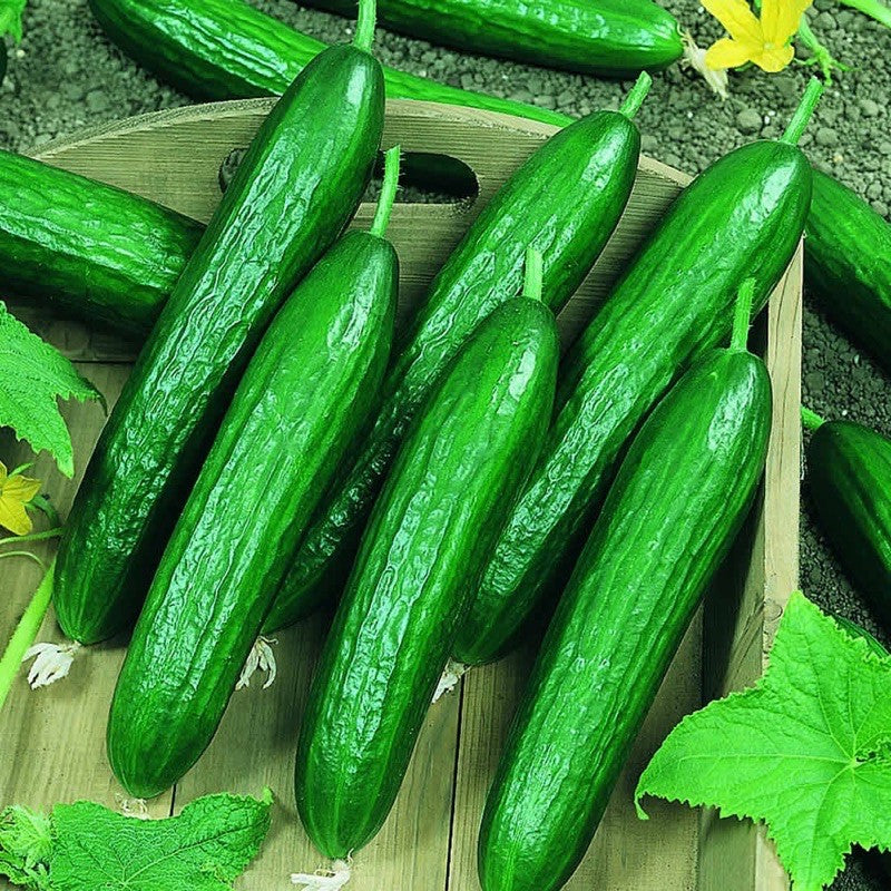 50 Dutch Green Cucumber Vegetable Seeds