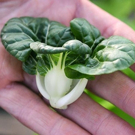 500 Baby White Pak Choi Bok Choy Seeds Flowering Cabbage