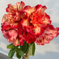 15 Thai Orange Striped Adenium Obesum Double layer Desert Rose Seeds