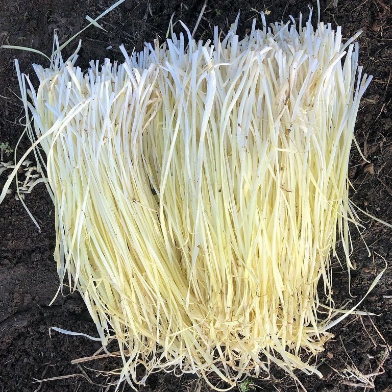 250 White Chinese Chives Allium Tuberosum Seeds