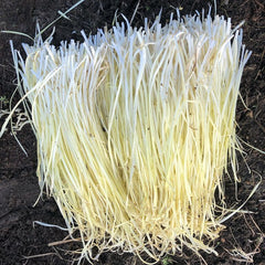 250 White Chinese Chives Allium Tuberosum Seeds