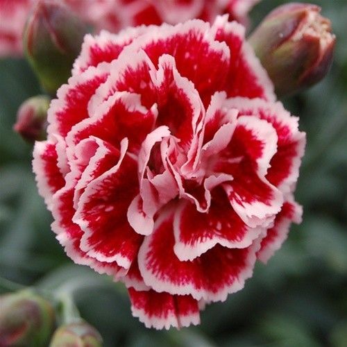 350 Sugar Plum Carnation Flower Dianthus Caryophyllus Seeds
