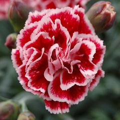 350 Sugar Plum Carnation Flower Dianthus Caryophyllus Seeds