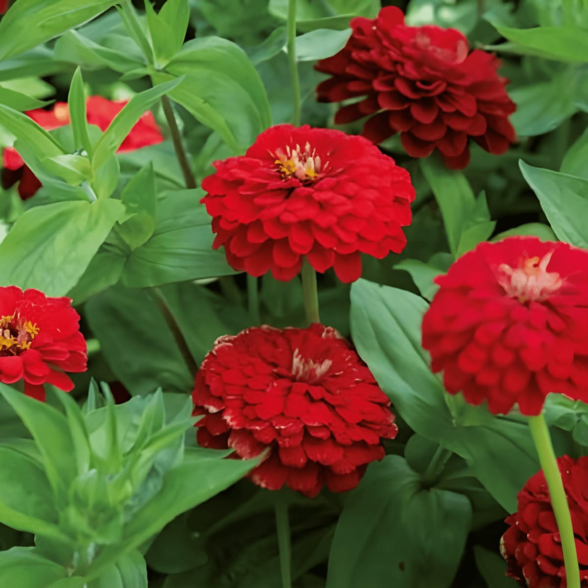 300 Giant Red Zinnia Flower Seeds