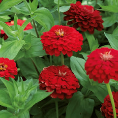 300 Giant Red Zinnia Flower Seeds