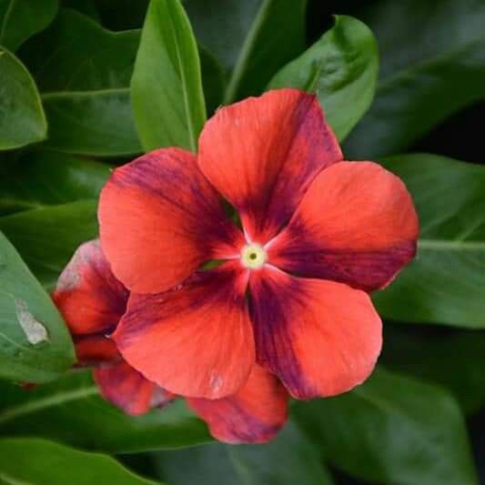 100 Tatoo Papaya Vinca Flower Seeds Madagascar Periwinkle