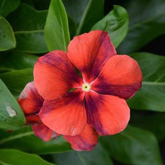 100 Tatoo Papaya Vinca Flower Seeds Madagascar Periwinkle