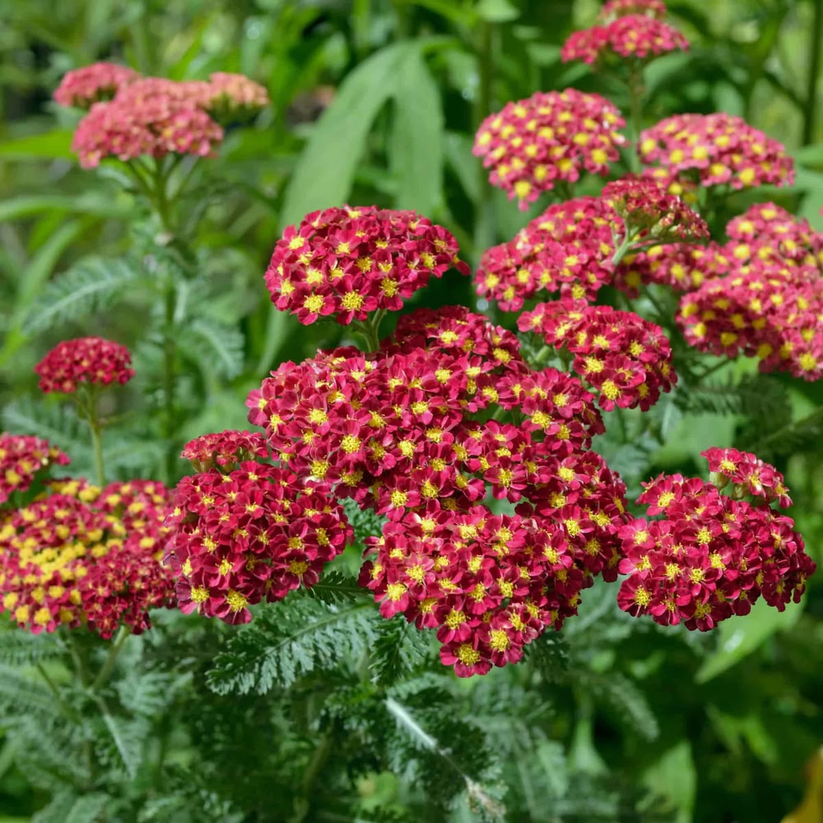 500 Strawberry Seduction Yarrow Flower Achillea Millefolium Seeds
