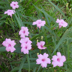 Pink flowers with green leaves on a natural background