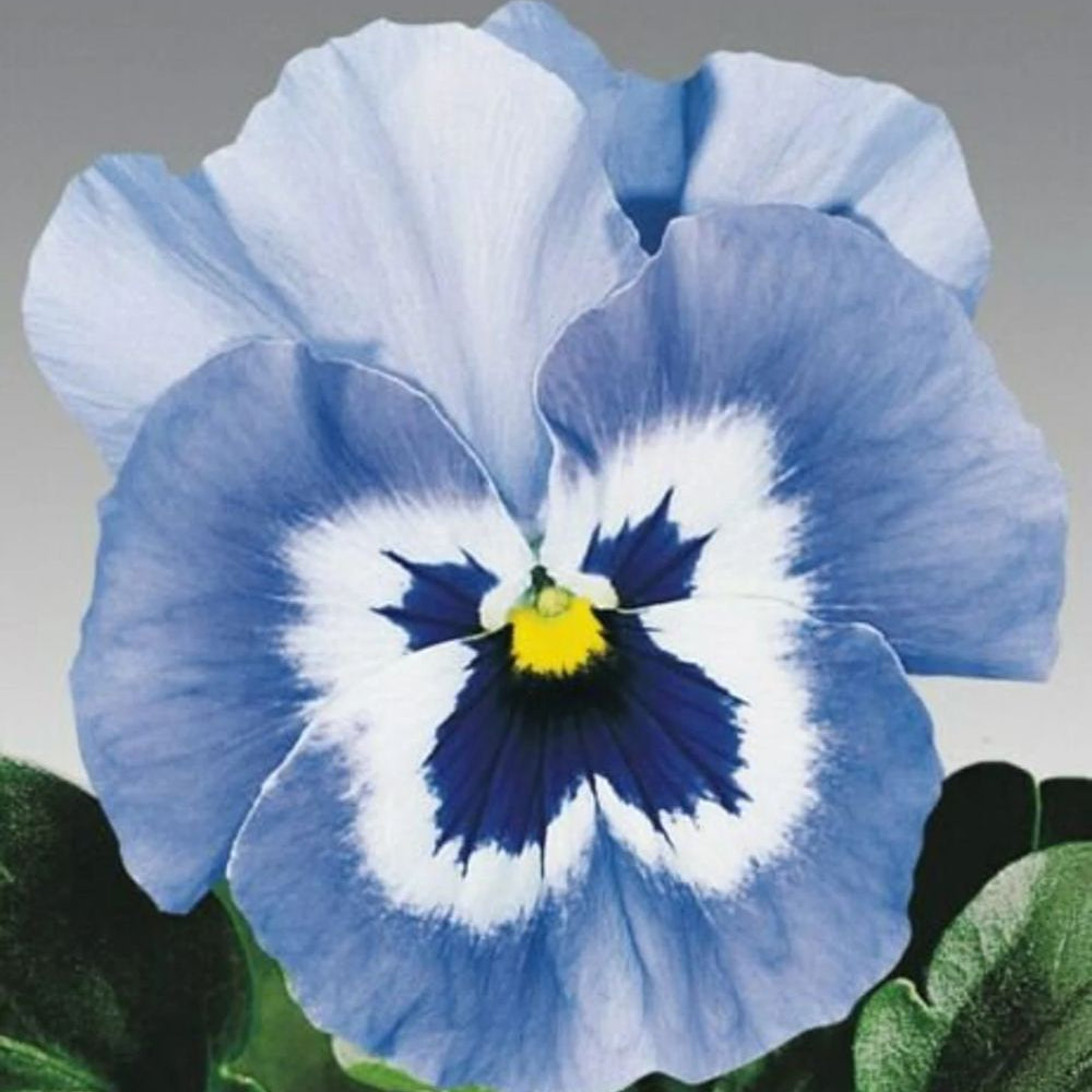 100 Joker Light Blue Pansy Flower Seeds