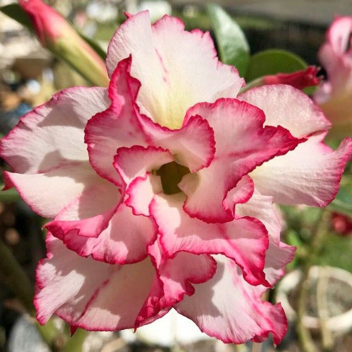 15 Thai Pink Girl Adenium Obesum Double layer Desert Rose Seeds