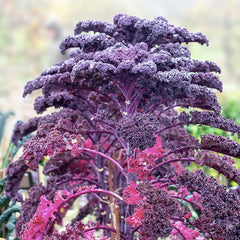 100 Purple Kale Curled Redbor Vegetable Seeds