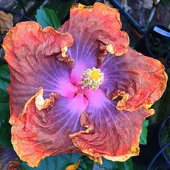100 Carmel Dawn Hibiscus Hardy Flower Perennials Seeds
