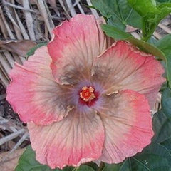 100 Moorea Beaute d'Ester Hibiscus Hardy Flower Perennials Seeds