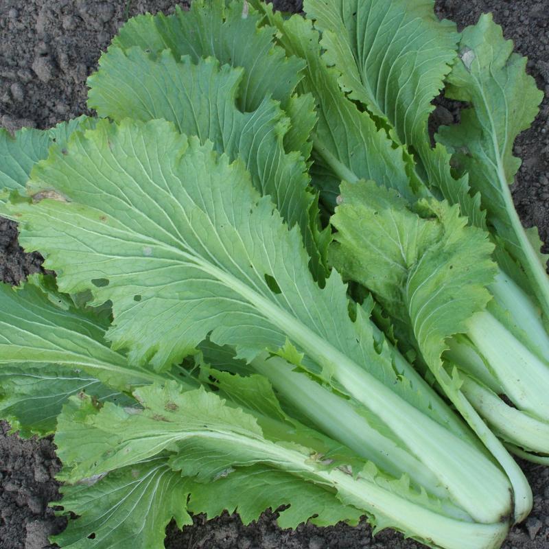 1000 Granaat Chinese Cabbage Vegetable Seeds