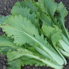 1000 Granaat Chinese Cabbage Vegetable Seeds